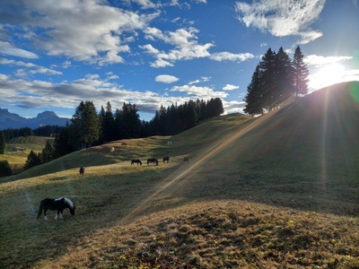 Herbstweide2